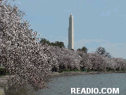 Washington Monument Tidal Basin Cherry Blossoms