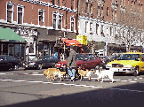 Bottom right photo you see a professional dog walker crossing Columbus Avenue with his clients.