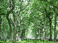 Or just don't do anything but enjoy nature and watch the grass and trees grow. Center right photo taken at Central Park.