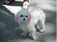 Center right you see a pet with a spring hairdo.  Everyone including dogs do the pink hair thing in New York.