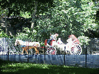 Top right picture you see a horse and carriage making its way through Central Park.