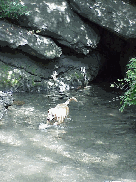 Top left photo you see a hot dog in the cool water in Central Park.