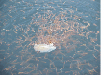 You can imagine how surprised we were to glance down when the sun hit the water and find that it is filled with goldfish! Center right photo you see some of the millions of goldfish as they dine.