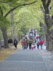 Center right picture you see New Yorkers taking a stroll on Fifth Avenue. That's Central Park you see where the leaves are very colorful these days.