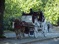 Top right photo you see a horse and carriage making its way through Central Park.