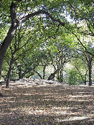 Bottom right picture you see some of the beautiful trees in Central Park. How many parks can you name that offer acres of gorgeous nature including a zoo?