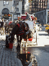 Where else can you see these sights?  Top right photo you see a horse at Grand Army Plaza taking a drink before his next carriage ride through Central Park.