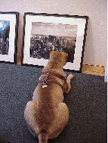 Center right photo you see a resident art critic looking at one of the photographs of Ground Zero that was featured in the Time Magazine Man of the Year Issue.