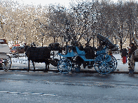 New York is home to many famous stars. Another thing that many of the stars including Al Pacino love is Central Park.  Bottom right picture you see a horse and carriage at Central Park.