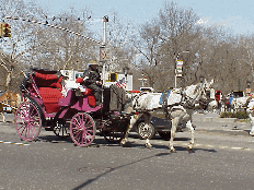 Bottom right picture you see a horse and carriage at Grand Army Plaza.  It's sights like this that make NYC so unique and fun to visit.