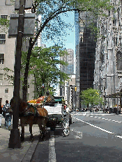 Bottom right picture you see Fifth Avenue at Rockefeller Center.  To the right you see St. Patrick's Cathedral.  To the left you see a horse that has stopped to admire the Citrus Art.