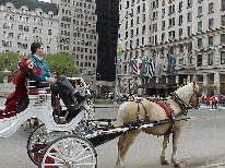 Center right photo you see a pretty horse and carriage at Grand Army Plaza.  In the background you see the Plaza Hotel, another one of NYC's finest hotels.  Midtown is one of NYC's most popular attractions.