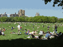 Sheep Meadow Central Park