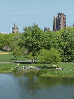 Central Park