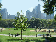 NYC Skyline Central Park