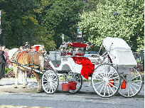 A horse and carriage ride through Central Park