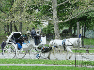 horse and carriage