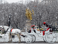 A pretty horse and carriage at Grand Army Plaza