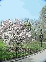 Great Lawn in Central Park