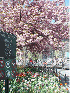 Washington Square Park in Greenwich Village