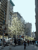 Trees in bloom on Fifth Avenue at 16th Street