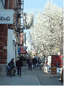 Beautiful trees in bloom near Dolce Gabbana downtown