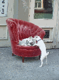 Here you see two puppies fighting over a chair on a sidewalk in Soho.