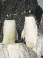 This penguin couple was seen at the Central Park Zoo