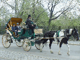 A pretty horse and carriage in Central Park