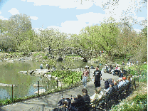 Central Park Duck Pond