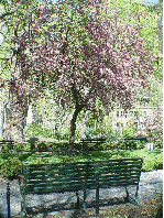 A pretty park bench in Gramercy Park