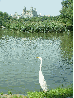 A beautiful white bird enjoying the view while he fishes in The Lake