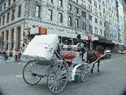 Horse and carriage