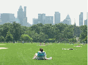 Great Lawn in Central Park