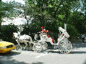 Horse and carriage