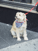 Patriotic dog