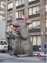 Big fat dirty rat