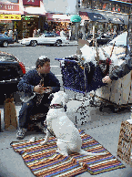 A homeless Jewish man on Broadway in Times Square