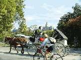 Central Park as a horse and carriage is passed by a biker