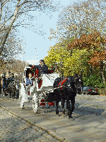 A horse and carriage