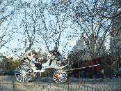 Horse and carriage