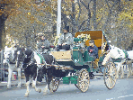 A horse and carriage in Central Park