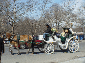 Here you see a horse and carriage making its way through Central Park