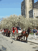 A horse and carriage at Grand Army Plaza