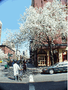 Sixth picture you see the signs of spring in full bloom on Columbus Avenue