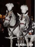 Gorgeous Horses Halloween Parade New York City October 31st 2003