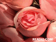 Pictures of Roses