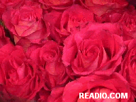 Pictures of Roses