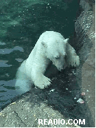 Pictures Central Park Zoo Polar Bears Photos