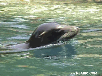 Pictures Central Park Zoo Sea Lions Photos